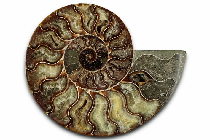 Cut & Polished Ammonite Fossil (Half) - Madagascar #359559